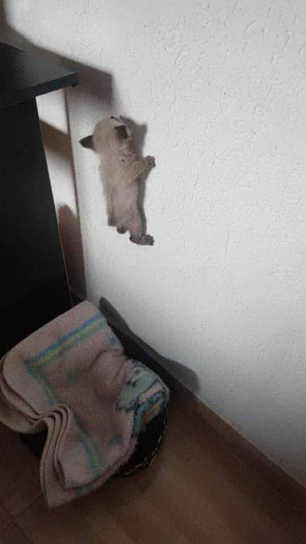 котенок на стене