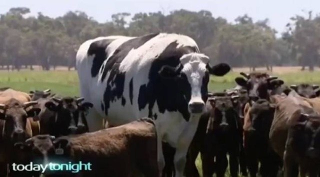огромная корова в стаде