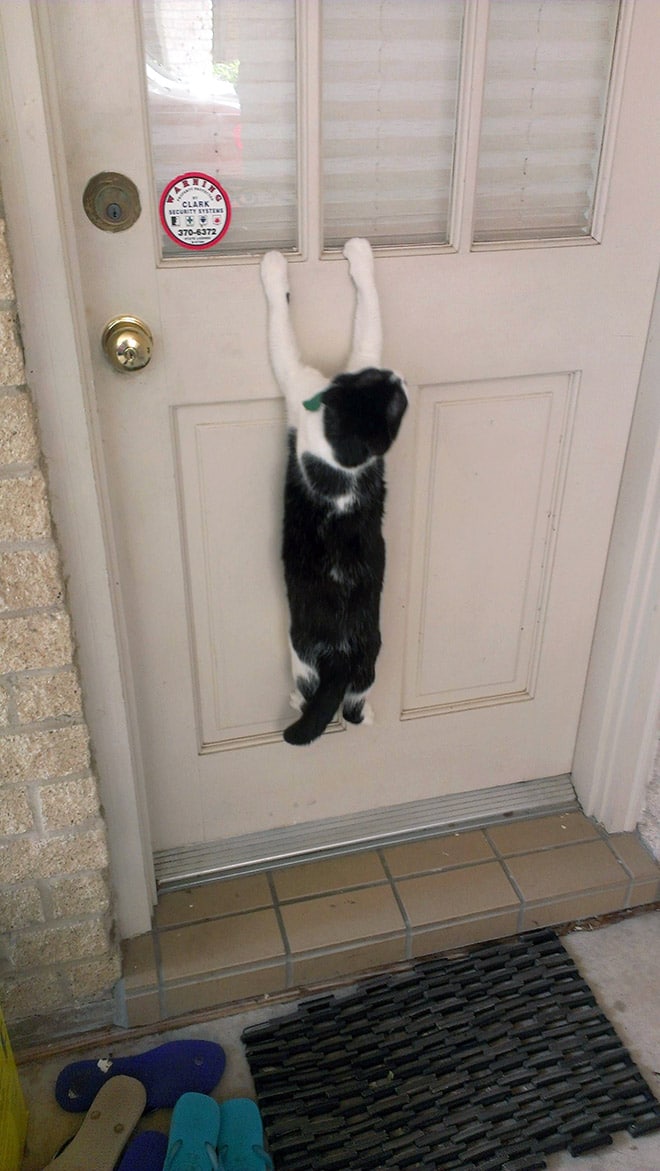 черно-белый кот висит на двери