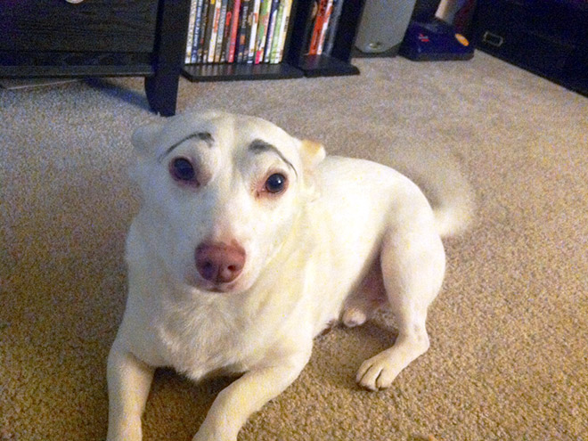 белая собака с бровями