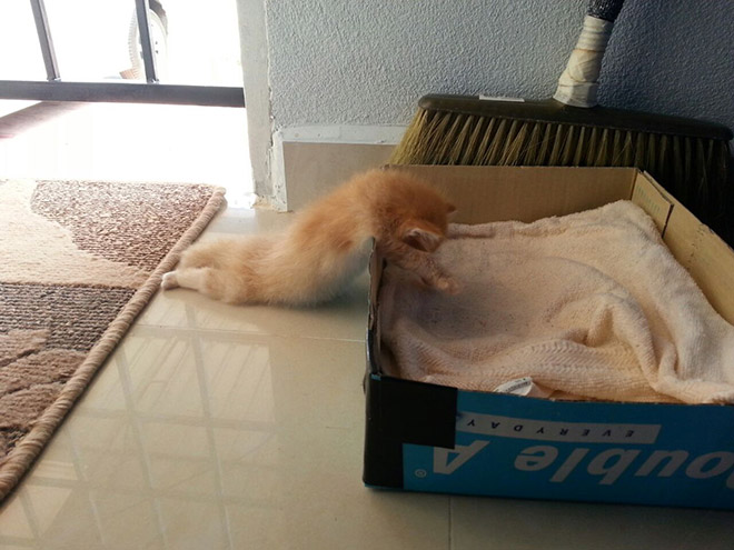 рыжий котенок спит на коробке