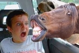 мальчик в машине испугался лошади