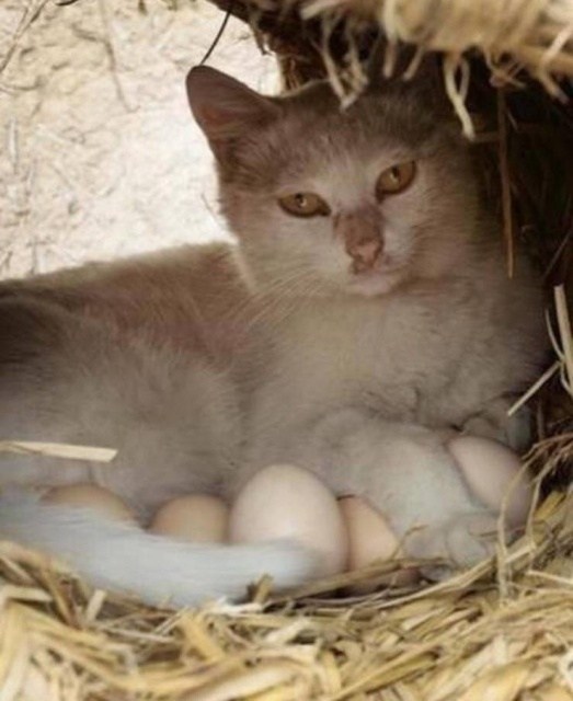 кошка лежит на яйцах