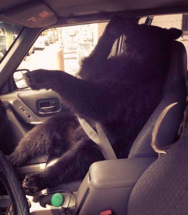 медведь в машине