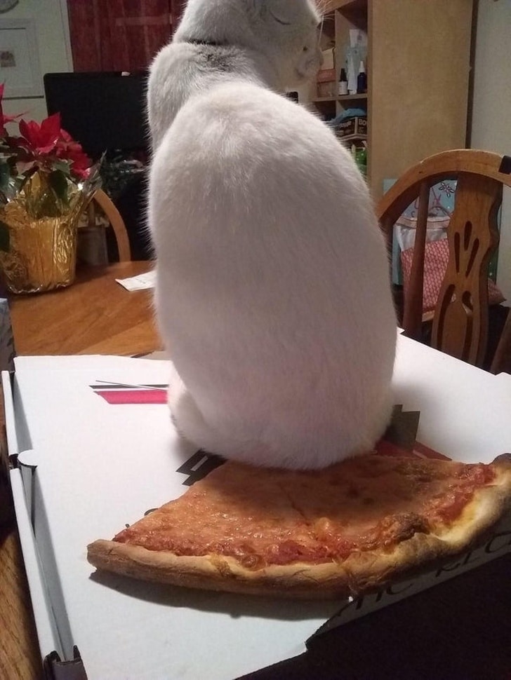 кот сидит на пицце
