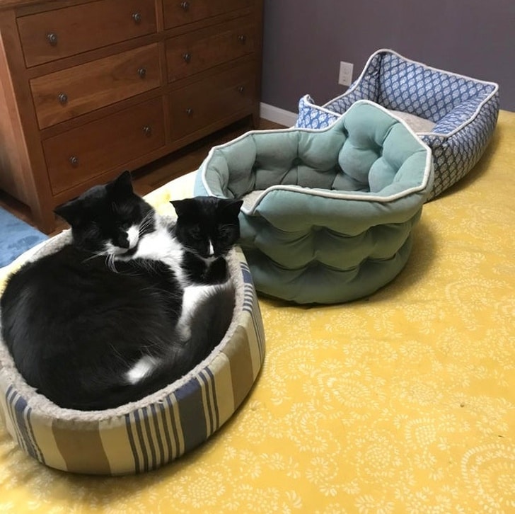 коты спят в лежанке