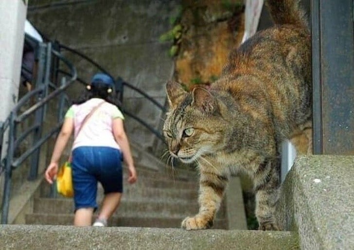 кот на ступеньках