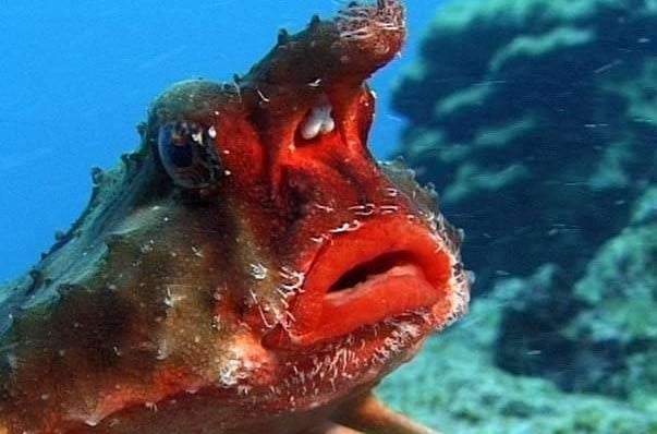5 забавных фото рыбы нетопырь Дарвина, которая похожа на твою математичку