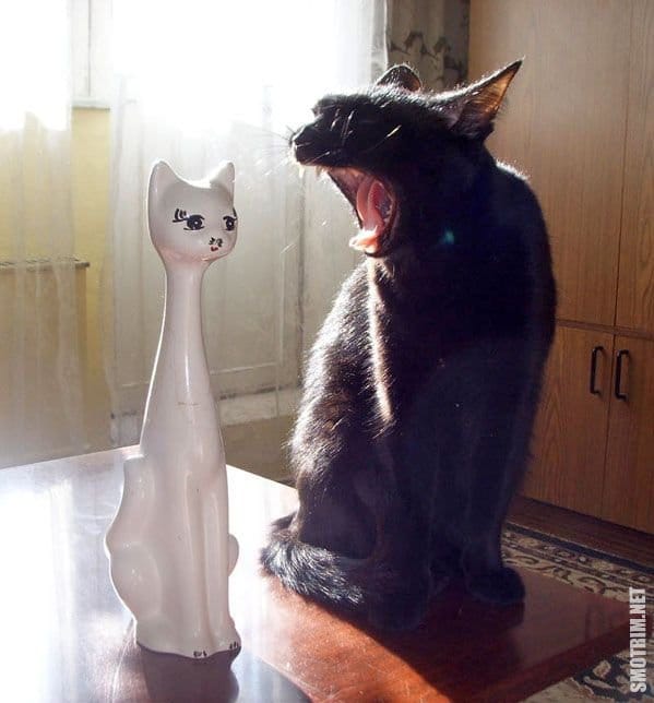 Смешные фото приколы про котов и кошек