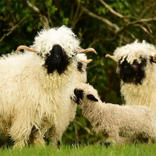 Валлисские черноносые овцы, которые выглядят так, будто позируют для обложки альбома хэви-метал-группы (15 фото)