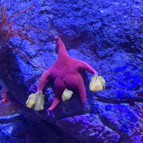 Морская звезда в аквариуме и фотожабы на неё (17 фото)