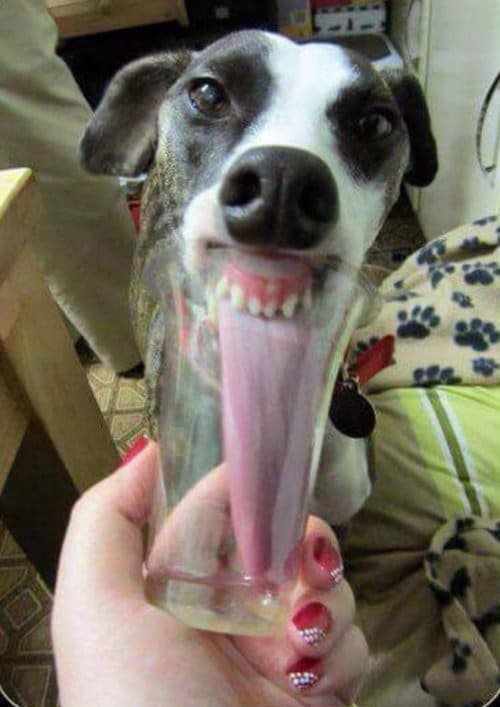 Замечали ли вы, какие смешные у собак языки? (17 фото)