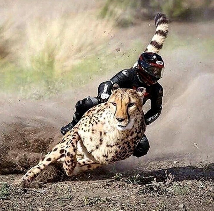 мотоциклист верхом на гепарде