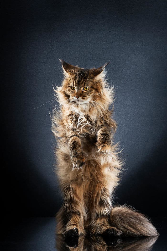 9 смешных фото котиков, которые научились стоять на двух лапах Приколы,животные,коты,смешное,фото