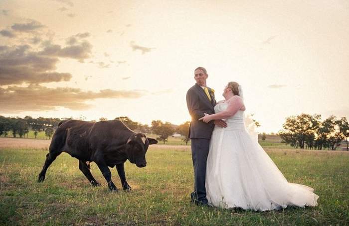 жених, невеста и бык