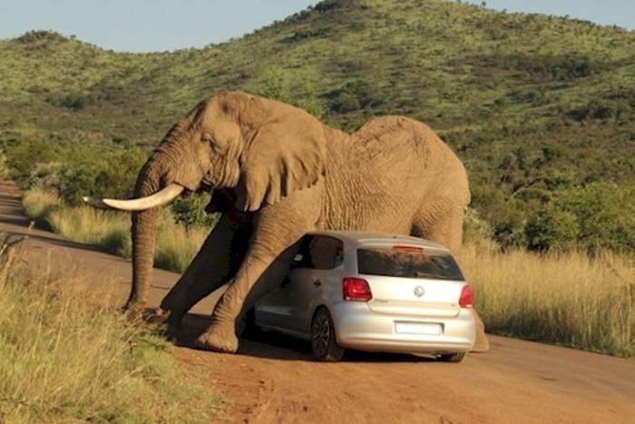 слон атакует машину