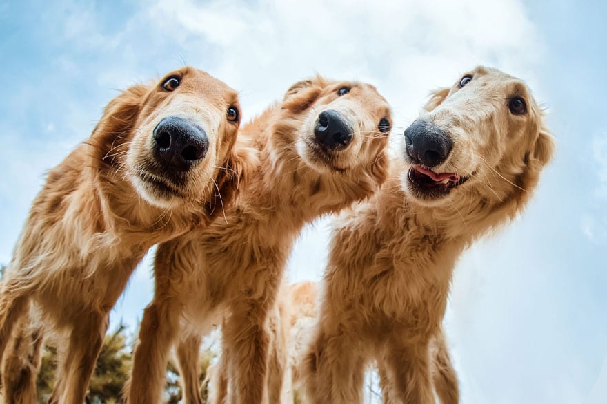 10 лучших фото собак, сделанных в 2019 году. Приготовьтесь, это слишком очаровательно Приколы,лучшее,люди,собаки,фото,фотографии