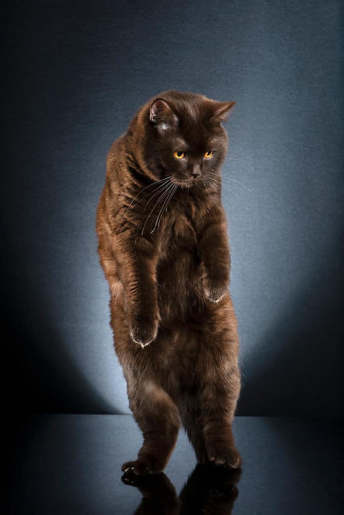 9 смешных фото котиков, которые научились стоять на двух лапах Приколы,животные,коты,смешное,фото