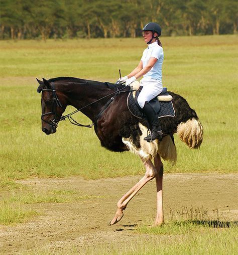 девушка верхом на лошади фотошоп