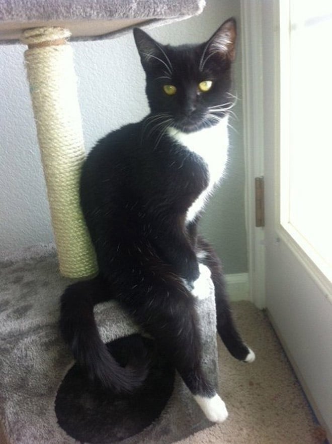 черно-белый кот сидит как человек