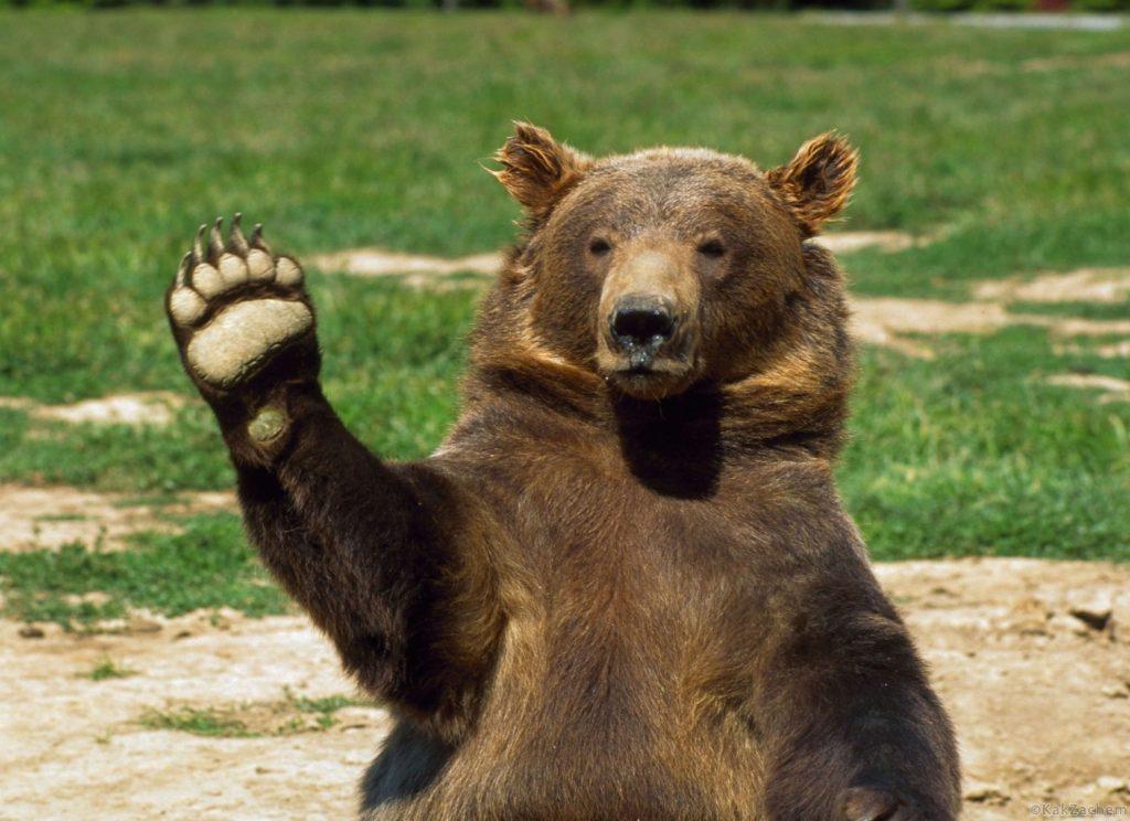 brown-bear-waving