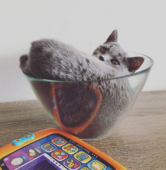 серый кот лежит в стеклянной миске