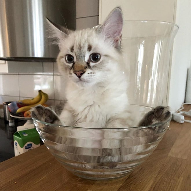 котенок сидит в миске