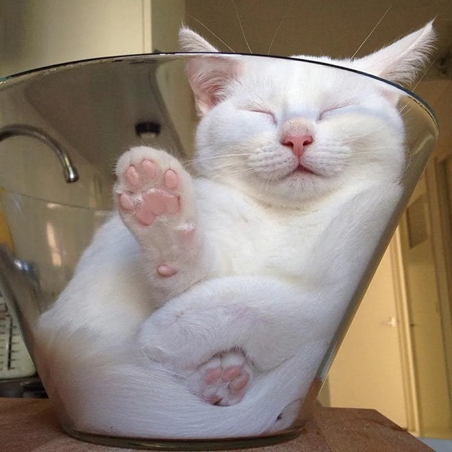 белый кот сидит в стеклянной посуде