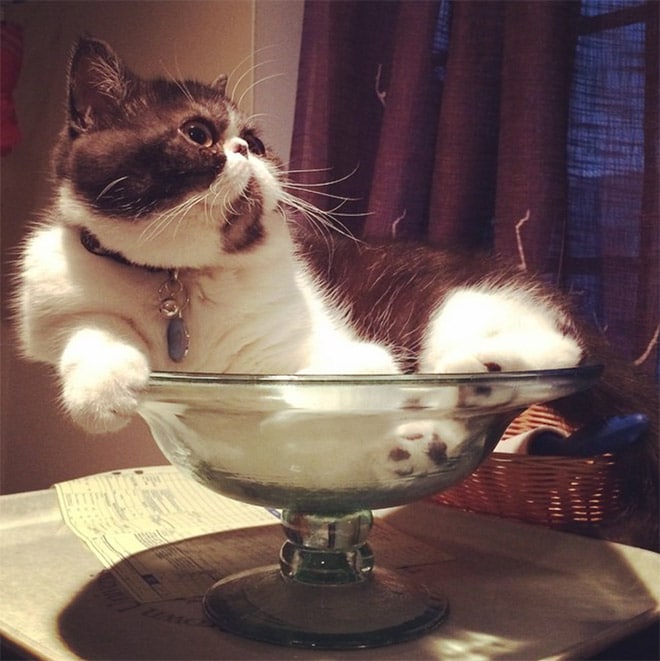 Пожалуй, сяду здесь… 10+ смешных котов в стеклянной посуде