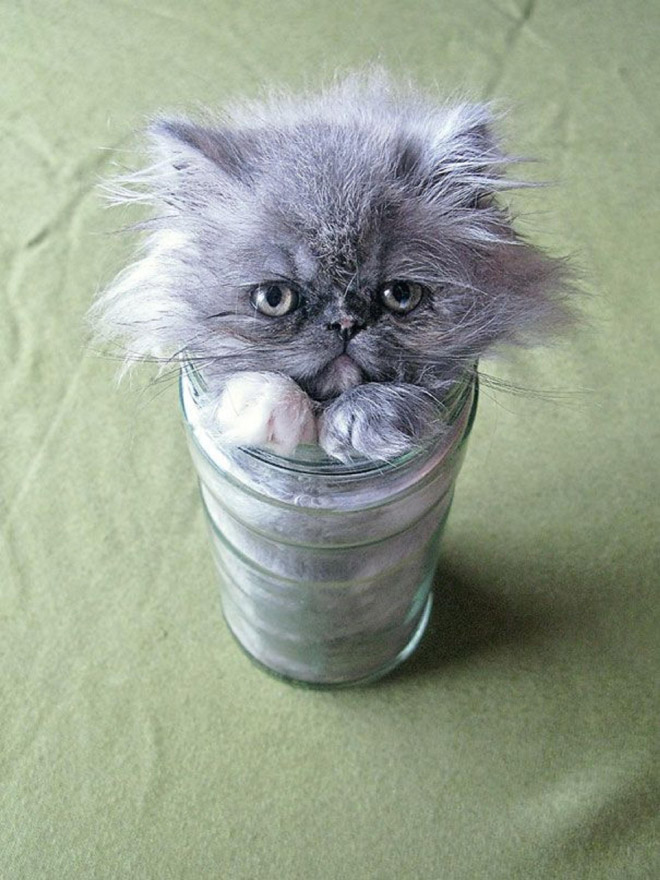 серый котенок в стеклянной банке