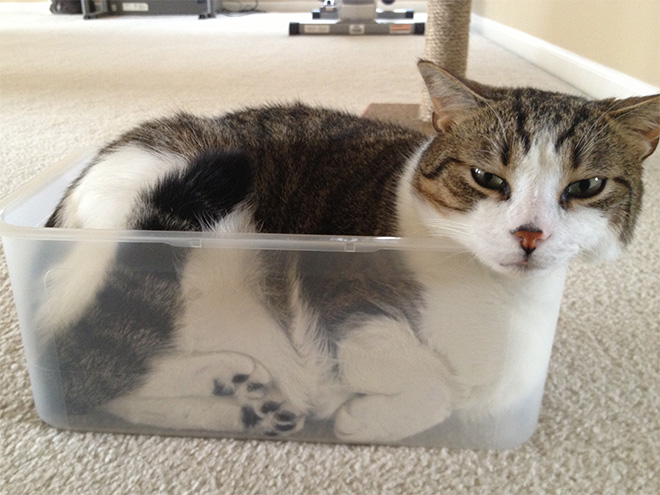Пожалуй, сяду здесь… 10+ смешных котов в стеклянной посуде Приколы,животные,коты,приколы,смешные коты