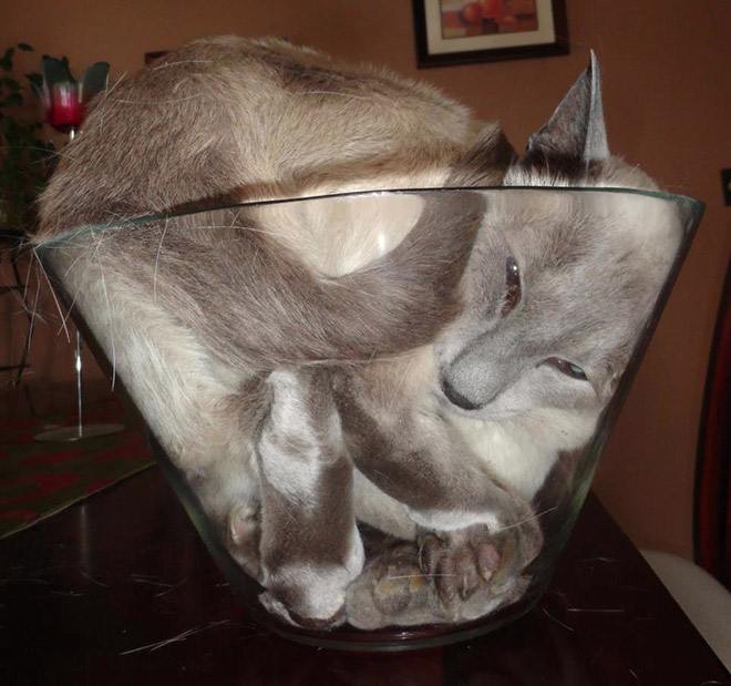 кот в стеклянной миске