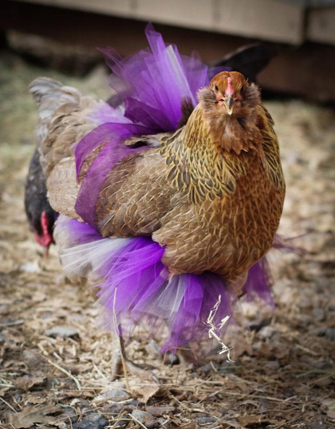 курица в фиолетовой пачке
