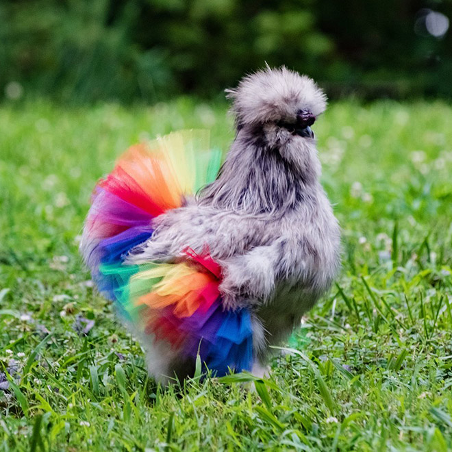 серая курица в разноцветной пачке