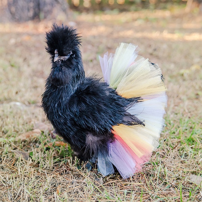 черная курица в юбке
