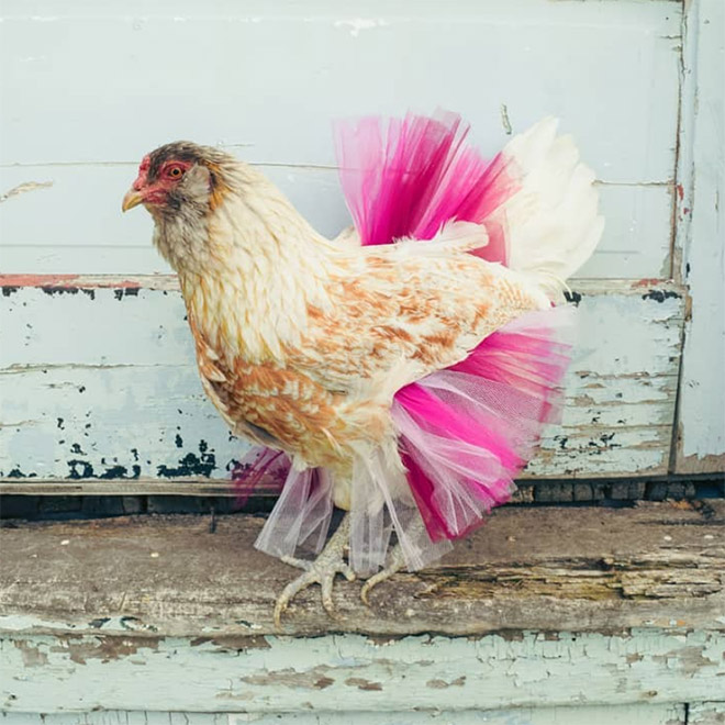 курица в розовой юбке