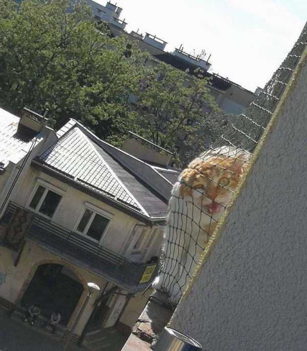 кот на балконе