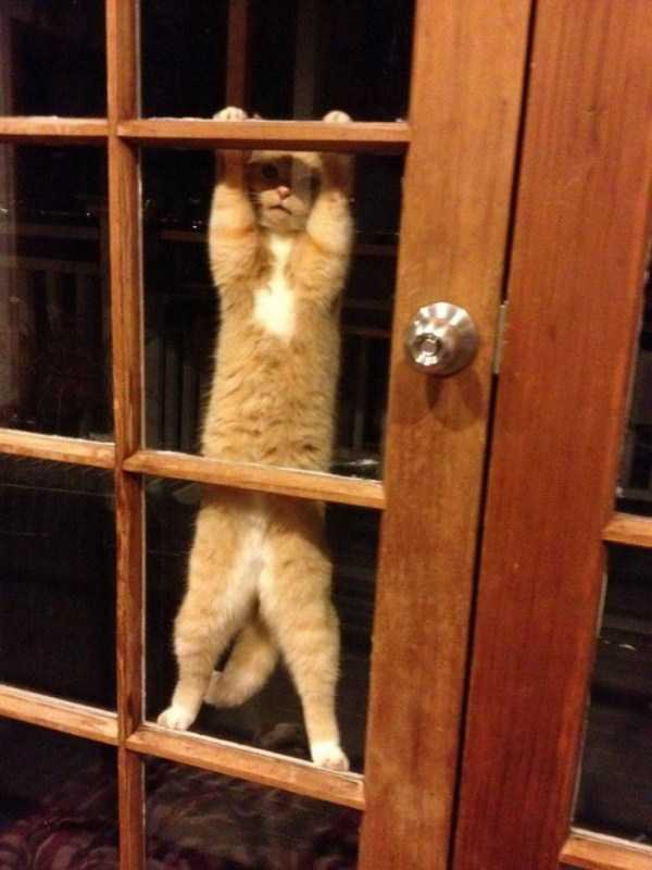 рыжий кот висит на двери