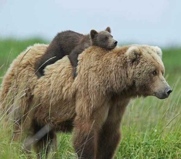 медвежонок верхом на медведице