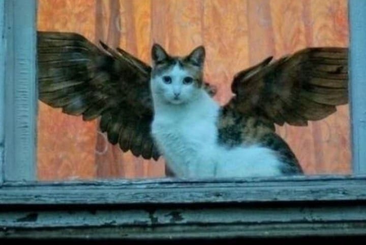кошка с крыльями на окне