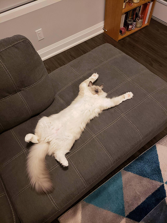 кот спит лежа на диване