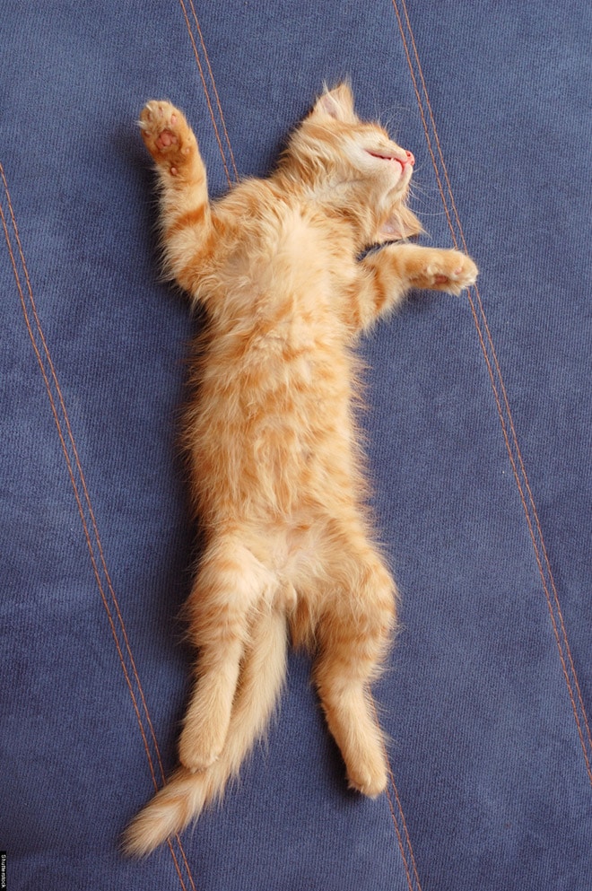 рыжий котенок спит на спине