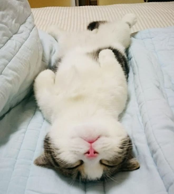 кот во сне
