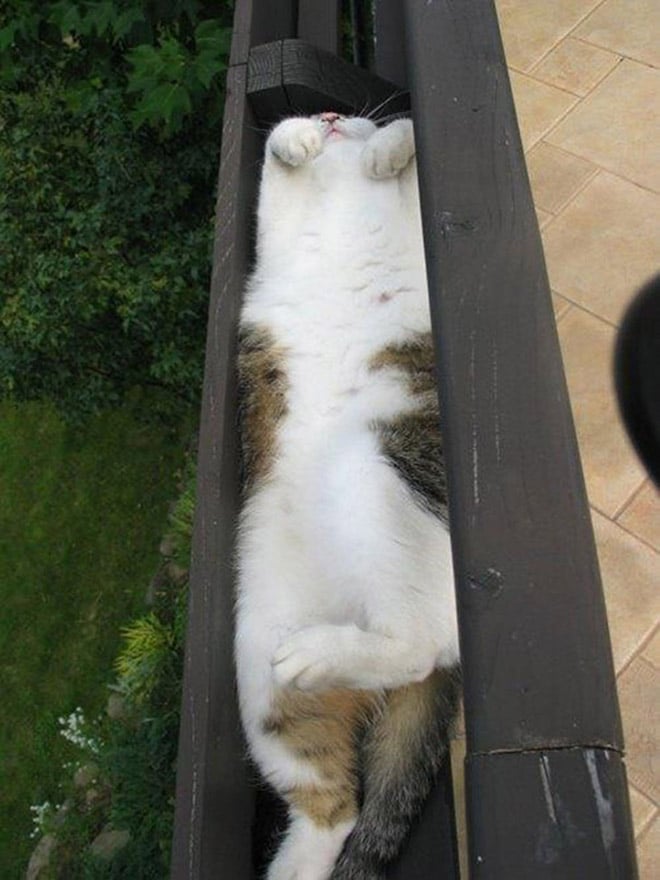 кот спит в ящике