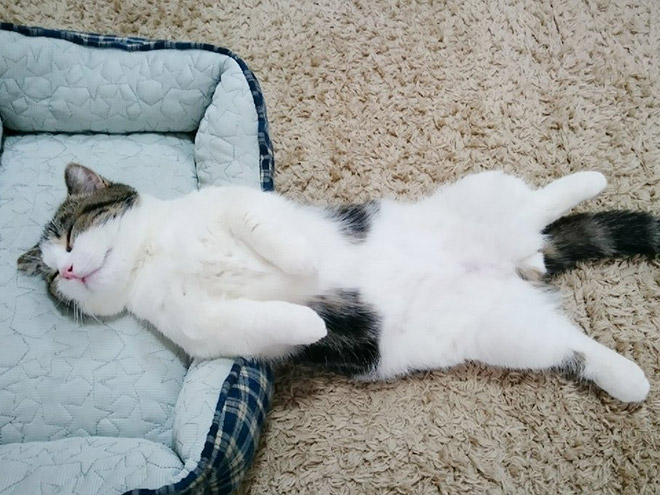 кот спит на ковре