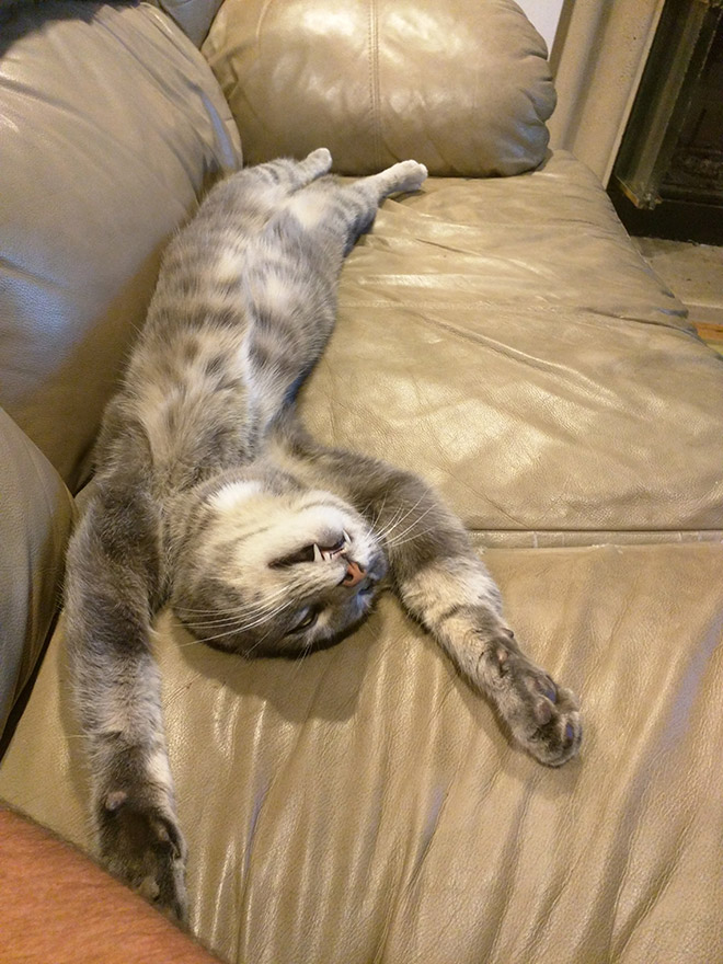 полосатый кот на диване