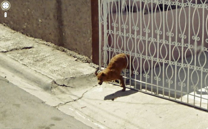 google-street-animals-5d2441cc590f9__700.jpg