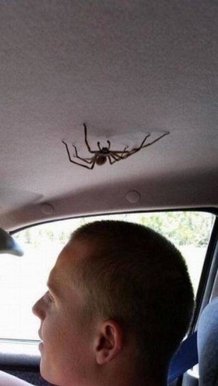 паук в салоне авто