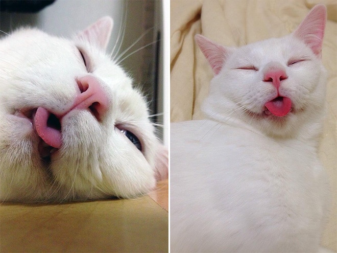 белый кот с высунутым языком