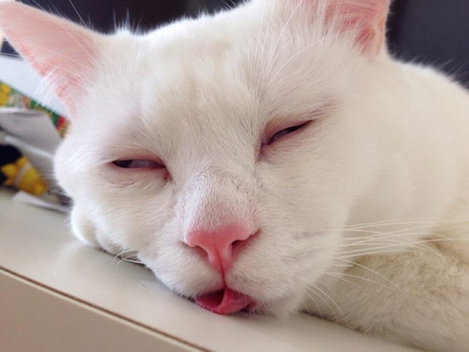 спящий белый кот